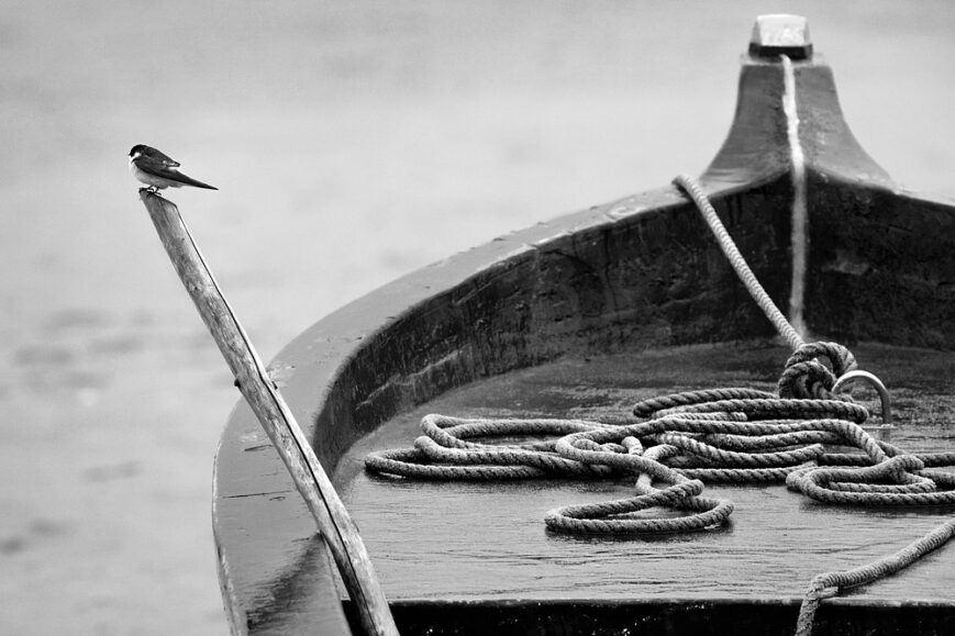 Boat Bird